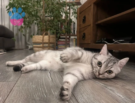 dişi british shortair çiftleştirme