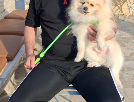 Pomeranian 1 yaşında erkek - 118978869