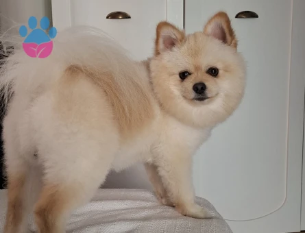 Pomeranian 1 yaşında erkek