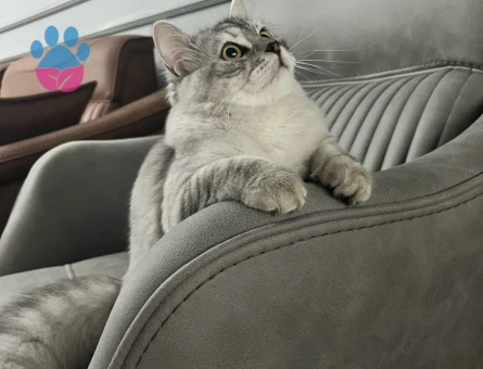 DELİKANLIMIZA GELİN ADAYI ARIYORUZ