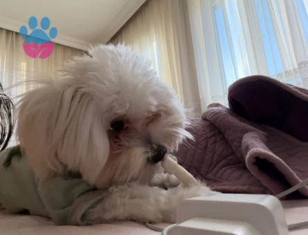Maltese Terrier Kızıma uygun eş arıyoruz