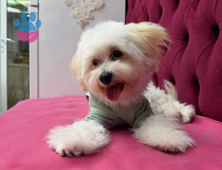 Maltese Terrier Kızıma uygun eş arıyoruz