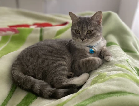 British Shorthair 1 Yaşında Eş Arıyor - 118971315