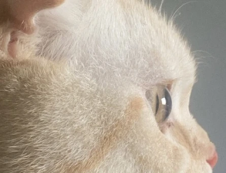 Scottish fold Oğluma gelin arıyorum - 118971320