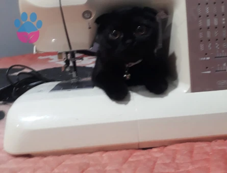 Scottish Fold 1 Yaşında Eş Arıyor