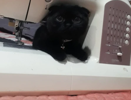 Scottish Fold 1 Yaşında Eş Arıyor - 118971321