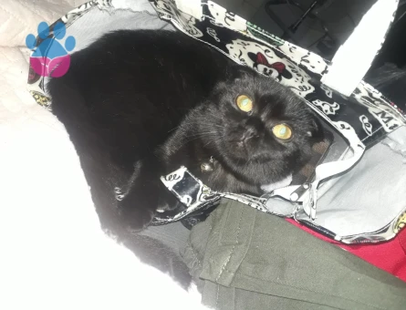 Scottish Fold 1 Yaşında Eş Arıyor