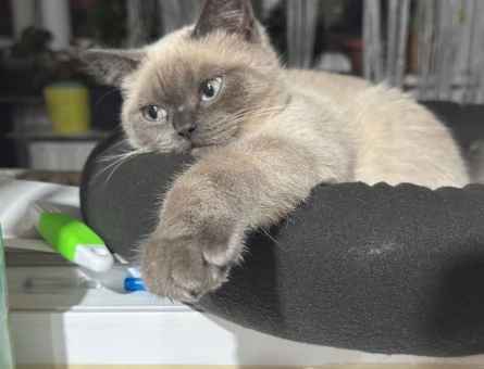 British Shorthair Oğlumuza Eş Arıyoruz - 118979440