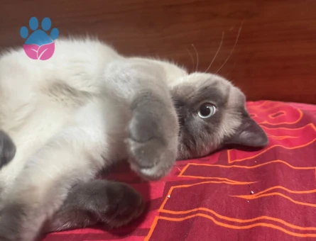 Oğlumuza Eş Arıyoruz