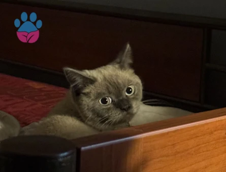 Oğlumuza Eş Arıyoruz