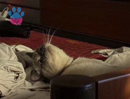 Oğlumuza Eş Arıyoruz