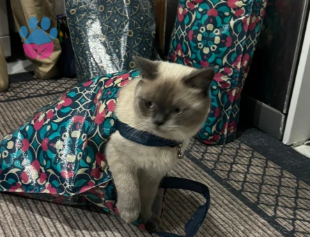 Oğlumuza Eş Arıyoruz