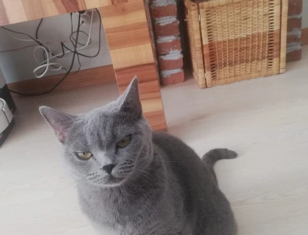 British Shorthair - 118979441