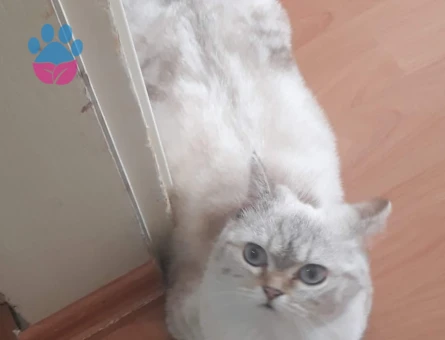 British Kedime Eş arıyorum