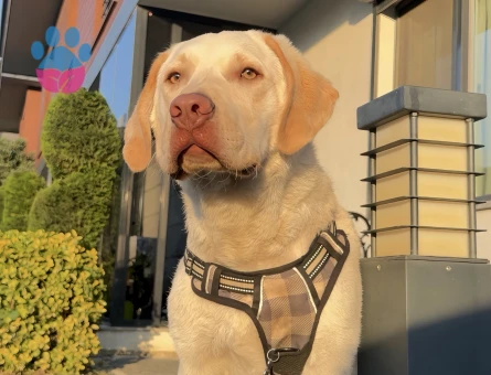 Labrador Köpeğimi Çifleştirmek istiyoruz - Görsel 3