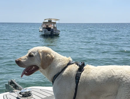Labrador Köpeğimi Çifleştirmek istiyoruz - 118984953