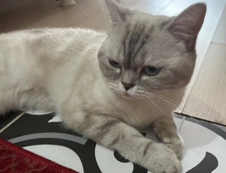 Dişi kedime erkek eş arıyorum acil - 118984954