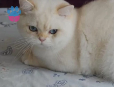 British Shorthair Tatlı ve yakışıklı oğlum - 118984958