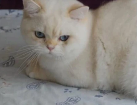 British Shorthair Tatlı ve yakışıklı oğlum - 118984958
