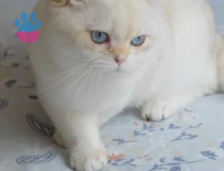 British Shorthair Tatlı ve yakışıklı oğlum - Görsel 3