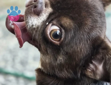 Şivava 1 Yaşında Köpeğim Eş Arıyor - 118984960