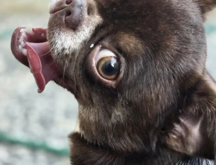 Şivava 1 Yaşında Köpeğim Eş Arıyor - 118984960