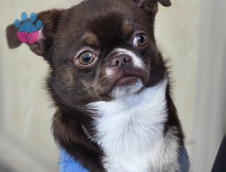 Şivava 1 Yaşında Köpeğim Eş Arıyor - Görsel 3