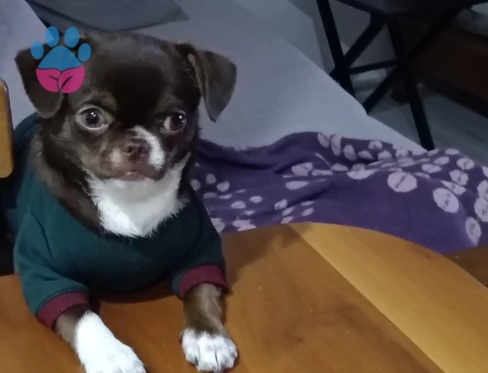 Şivava 1 Yaşında Köpeğim Eş Arıyor - Görsel 4