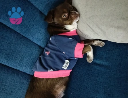 Şivava 1 Yaşında Köpeğim Eş Arıyor - Görsel 5