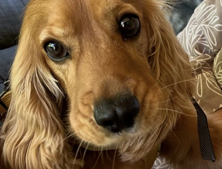 Cocker Spaniel dişi eş arıyor - 118971829