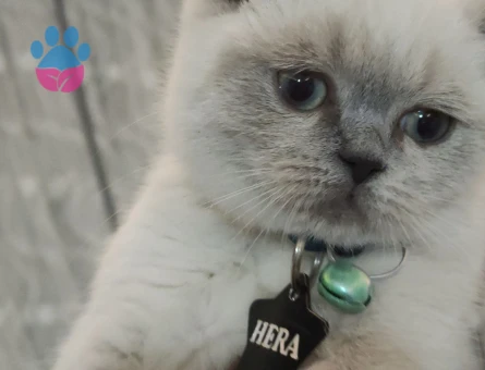 ACİL! Kızgınlıktaki Scottish Straight kızımıza EŞ arıyoruz.