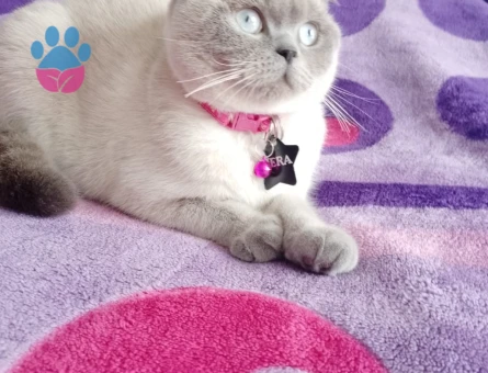 ACİL! Kızgınlıktaki Scottish Straight kızımıza EŞ arıyoruz.