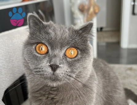 British Kızımıza Acil Eş Arıyoruz