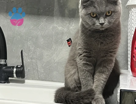 British Kızımıza Acil Eş Arıyoruz