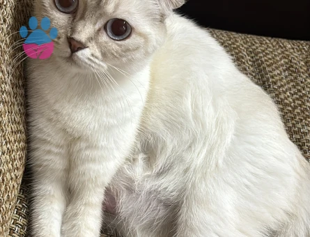 Scottish Fold Sultan Eş Arıyor - Görsel 2
