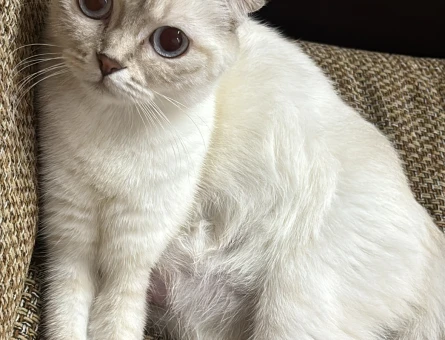 Scottish Fold Sultan Eş Arıyor - 118985181