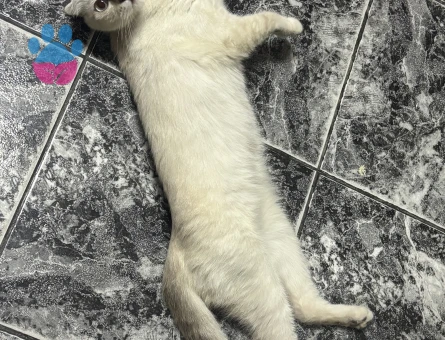 Scottish Fold Sultan Eş Arıyor - Görsel 3