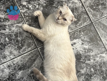 Scottish Fold Sultan Eş Arıyor - Görsel 4