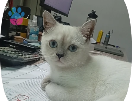 British Shorthair Leon Eş Arıyor - 118985182