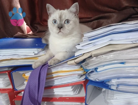 British Shorthair Leon Eş Arıyor - Görsel 3