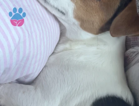 Jack Russel Oğluma Eş Arıyorum - Görsel 2