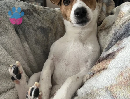 Jack Russel Oğluma Eş Arıyorum - Görsel 3