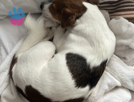 Jack Russel Oğluma Eş Arıyorum - Görsel 4