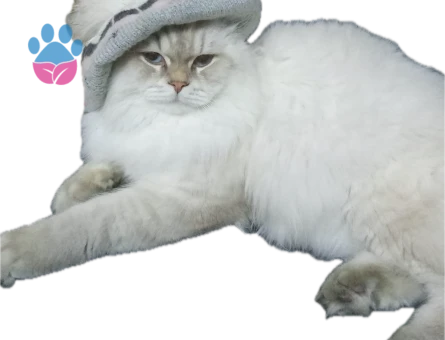 British longhair Oğluma uygun eş adayı arıyorum