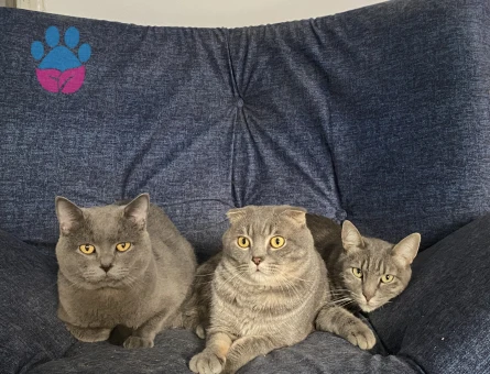 2 yaşında oğluşuma eş arıyoruz