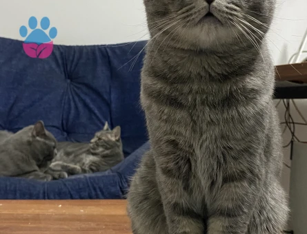 2 yaşında oğluşuma eş arıyoruz