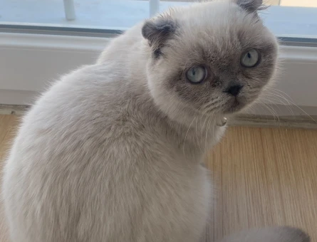 scottish fold blue point - 118972353