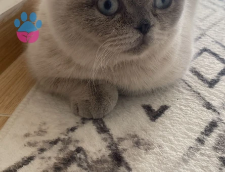 scottish fold blue point
