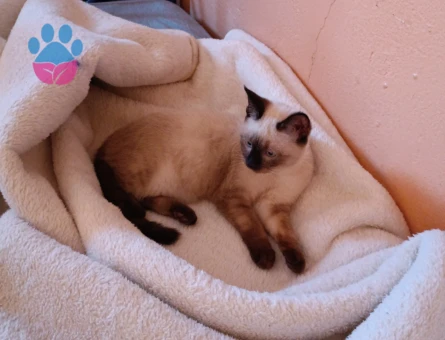 8 aylık safkan oğlumuza eş arıyoruz