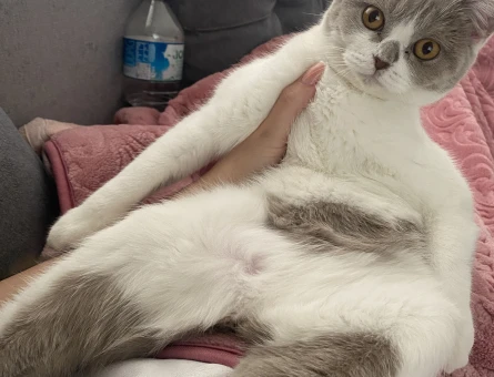 Kedime Erkek Kedi Arıyorum. - 118972356